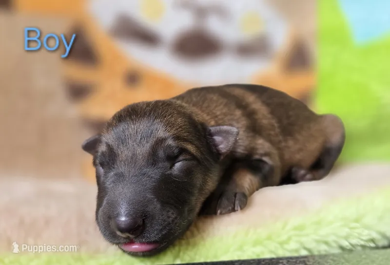 Boy #1 – German Shepherd Dog puppy for sale in Livermore, CO