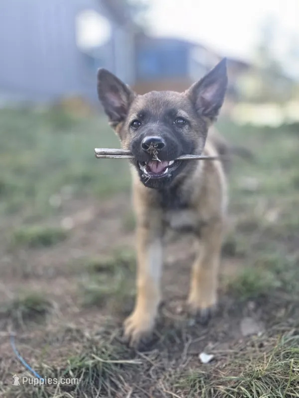 Flynn Ryder – German Shepherd Dog puppy on hold in Livermore, CO