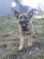 Flynn Ryder, a male German Shepherd Dog for sale in Livermore, CO – 1 of 10