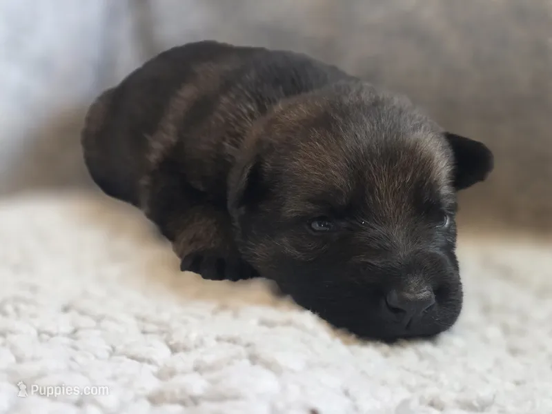 Mint Green – German Shepherd Dog puppy for sale in Livermore, CO