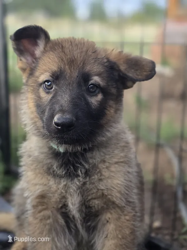 Cinderella – German Shepherd Dog puppy on hold in Livermore, CO