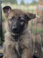 Cinderella, a female German Shepherd Dog for sale in Livermore, CO – 1 of 9