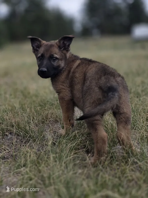 Flynn Ryder – German Shepherd Dog puppy for sale in Livermore, CO