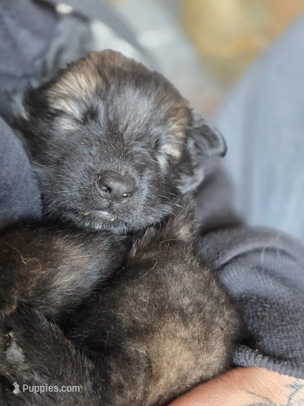 Kristoff – German Shepherd Dog puppy for sale in Livermore, CO
