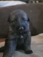 Demitri, a male German Shepherd Dog for sale in Livermore, CO – 5 of 5
