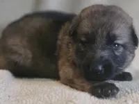 Sleeping Beauty, a female German Shepherd Dog for sale in Livermore, CO – 3 of 3