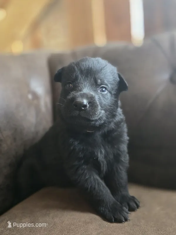 Brown Male – German Shepherd Dog puppy for sale in Livermore, CO