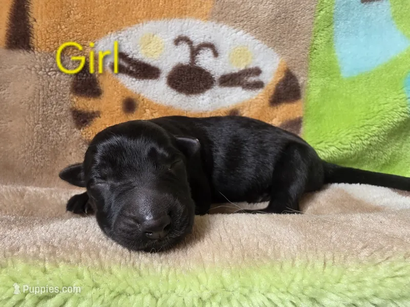 Girl #4 – German Shepherd Dog puppy for sale in Livermore, CO