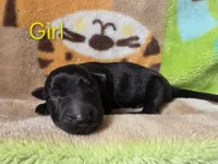 Girl #4, a female German Shepherd Dog for sale in Livermore, CO – 1 of 1