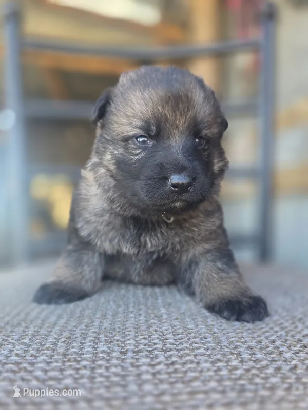 Dark Blue – German Shepherd Dog puppy for sale in Livermore, CO