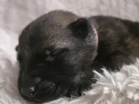 Demitri, a male German Shepherd Dog for sale in Livermore, CO – 2 of 4