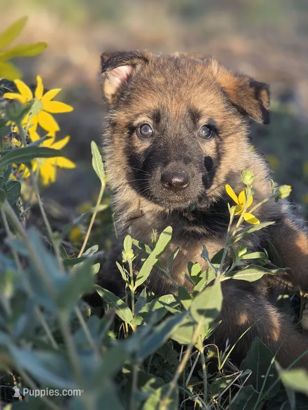 Cinderella – German Shepherd Dog puppy for sale in Livermore, CO