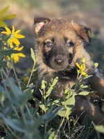 Cinderella, a female German Shepherd Dog for sale in Livermore, CO – 3 of 9