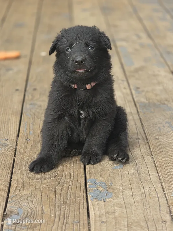 Elsa – German Shepherd Dog puppy for sale in Livermore, CO