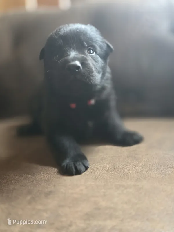 Red – German Shepherd Dog puppy for sale in Livermore, CO
