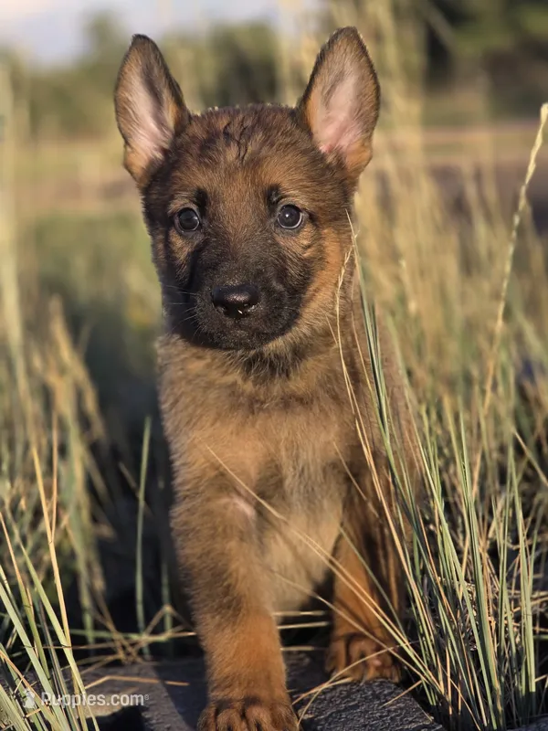 Prince Hans – German Shepherd Dog puppy for sale in Livermore, CO