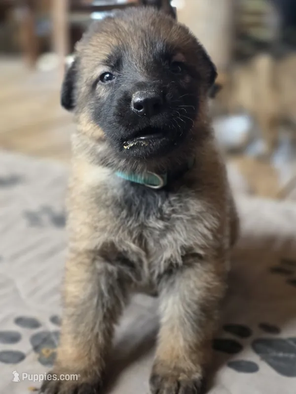 Cinderella – German Shepherd Dog puppy for sale in Livermore, CO
