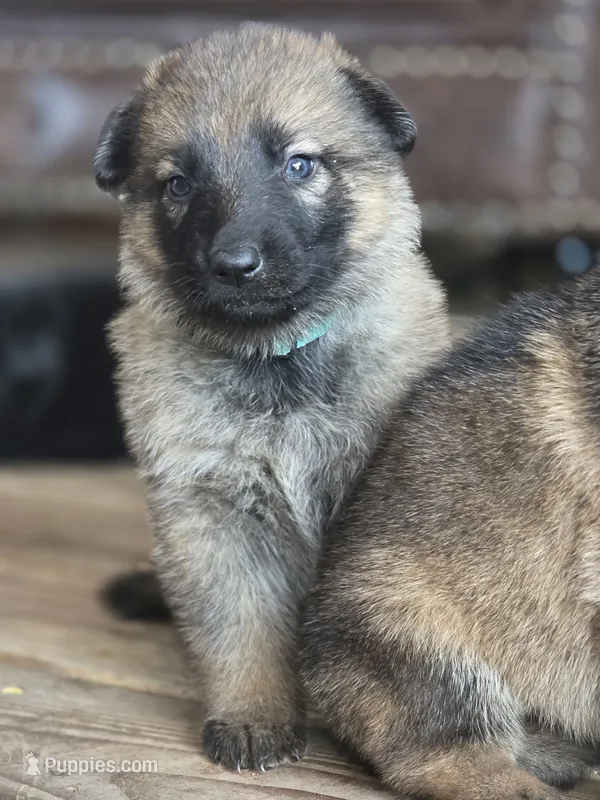 Cinderella – German Shepherd Dog puppy for sale in Livermore, CO