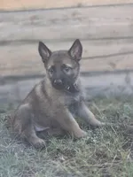 Flynn Ryder, a male German Shepherd Dog for sale in Livermore, CO – 6 of 10