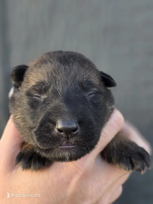 Grey Male – German Shepherd Dog puppy for sale in Livermore, CO