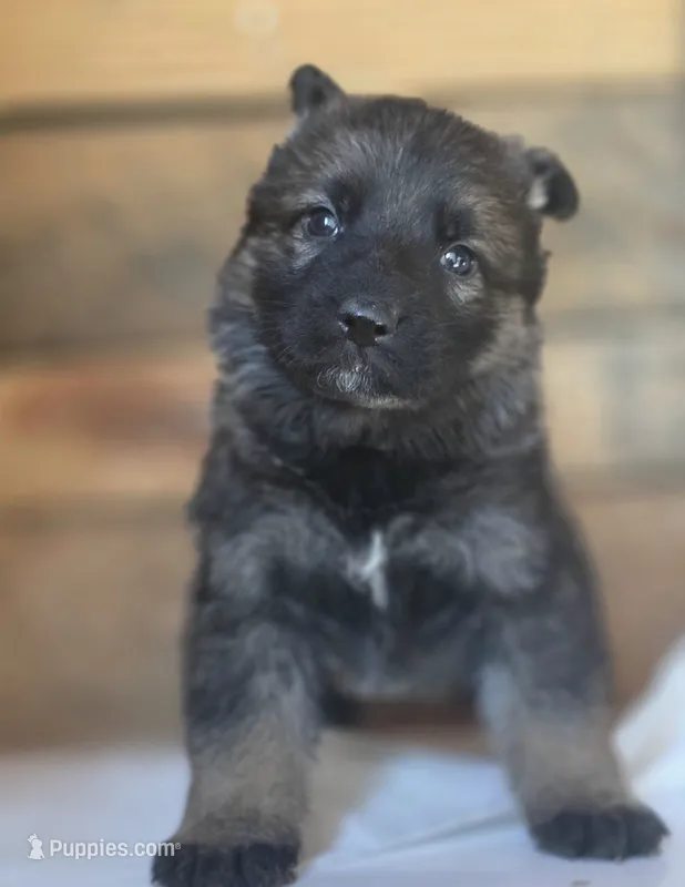 Dark Green – German Shepherd Dog puppy for sale in Livermore, CO