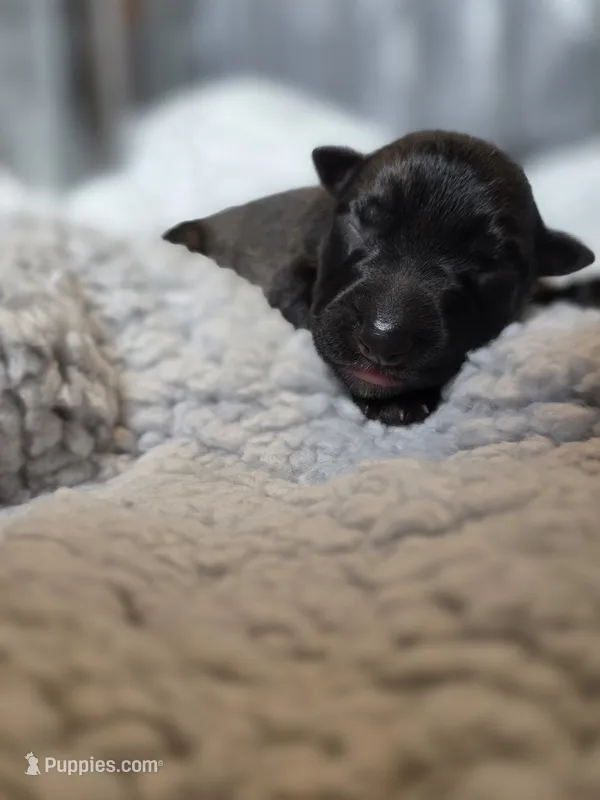 Male 5 – German Shepherd Dog puppy for sale in Livermore, CO