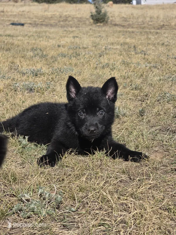 Brown Male – German Shepherd Dog puppy for sale in Livermore, CO