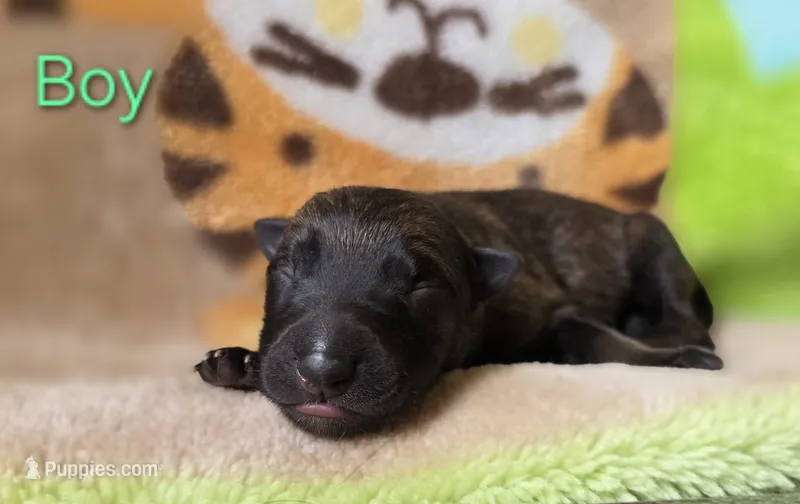 Boy #3 – German Shepherd Dog puppy for sale in Livermore, CO