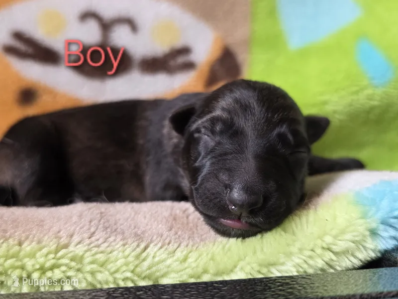 Boy #4 – German Shepherd Dog puppy for sale in Livermore, CO
