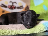 Boy #4, a male German Shepherd Dog for sale in Livermore, CO – 1 of 1