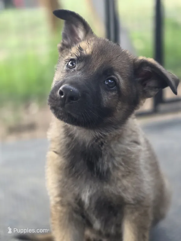 Flynn Ryder – German Shepherd Dog puppy for sale in Livermore, CO