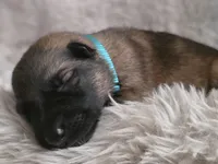 Cinderella, a female German Shepherd Dog for sale in Livermore, CO – 2 of 4
