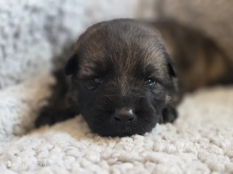 Dark Blue – German Shepherd Dog puppy for sale in Livermore, CO