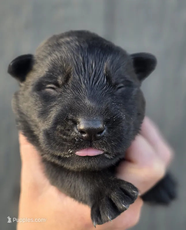 Brown Male – German Shepherd Dog puppy for sale in Livermore, CO
