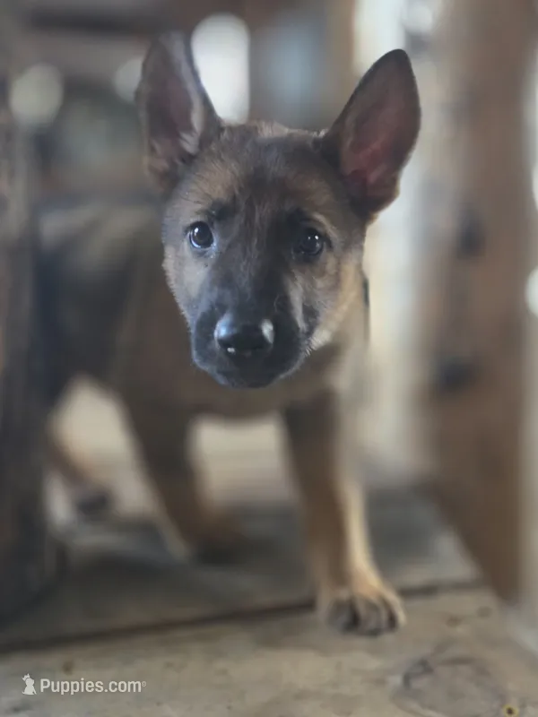 Prince Hans – German Shepherd Dog puppy for sale in Livermore, CO