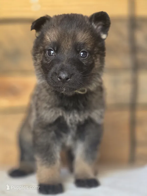 Lime Green Male – German Shepherd Dog puppy for sale in Livermore, CO