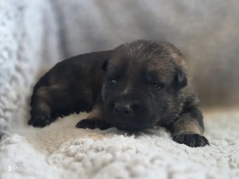 Lime Green Male – German Shepherd Dog puppy for sale in Livermore, CO