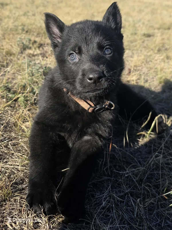 Brown Male – German Shepherd Dog puppy for sale in Livermore, CO