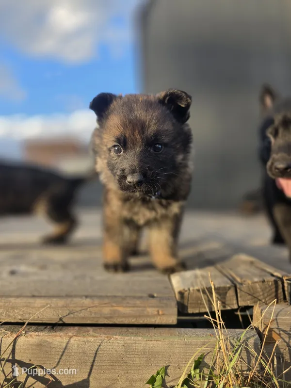 Dark Blue – German Shepherd Dog puppy for sale in Livermore, CO