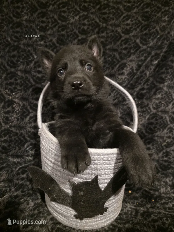 Brown Male – German Shepherd Dog puppy for sale in Livermore, CO