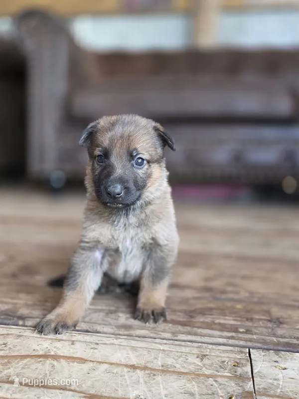 Prince Hans – German Shepherd Dog puppy for sale in Livermore, CO
