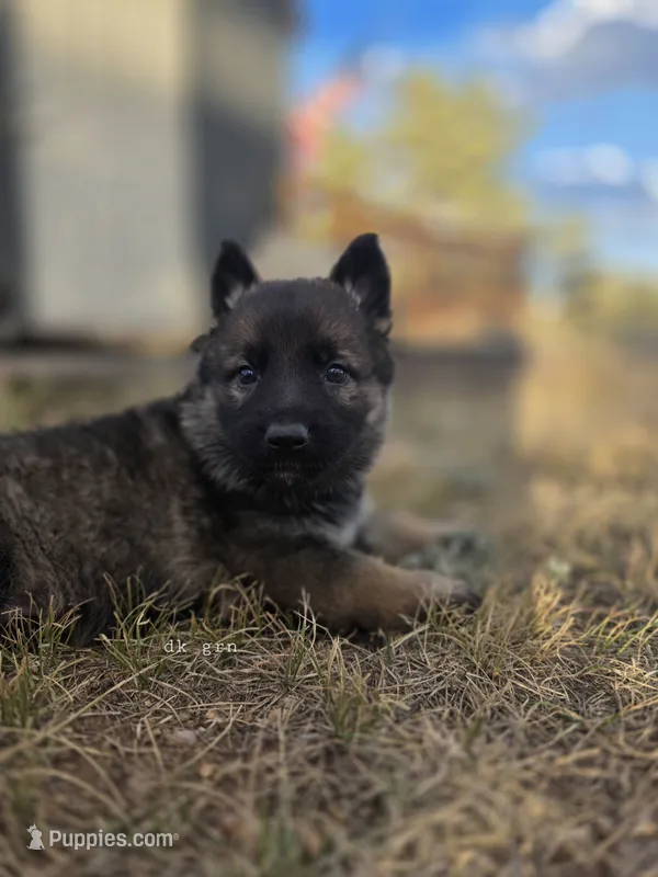 Dark Green – German Shepherd Dog puppy on hold in Livermore, CO