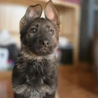 Gryla, a female German Shepherd Dog for sale in Livermore, CO – Photo 2 of 9