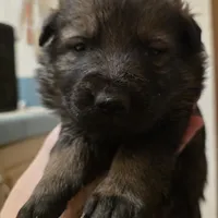 Gryla, a female German Shepherd Dog for sale in Livermore, CO – Photo 9 of 9