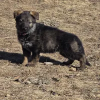 Gryla, a female German Shepherd Dog for sale in Livermore, CO – Photo 7 of 9