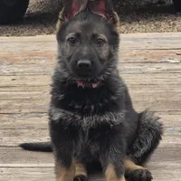 Gryla, a female German Shepherd Dog for sale in Livermore, CO – Photo 5 of 9