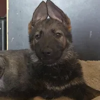 Gryla, a female German Shepherd Dog for sale in Livermore, CO – Photo 1 of 9