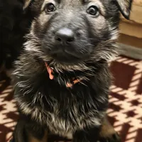 Gryla, a female German Shepherd Dog for sale in Livermore, CO – Photo 8 of 9