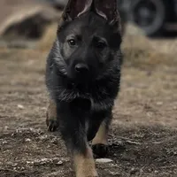 Gryla, a female German Shepherd Dog for sale in Livermore, CO – Photo 4 of 9