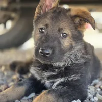 Gryla, a female German Shepherd Dog for sale in Livermore, CO – Photo 6 of 9